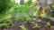 Watering of salad greens growing in organic vegetable garden