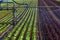 Watering the salad seedlings