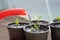 Watering seedling pepper