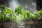 Watering seedling tomato