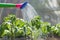 Watering seedling tomato