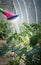 Watering seedling tomato