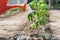 Watering seedling tomato