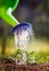 Watering seedling tomato in greenhouse garden