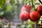 Watering seedling tomato in greenhouse garden