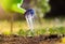 Watering seedling tomato plant in greenhouse gardens