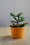 Watering, spraying and caring for domestic plants, women`s Hobbies, greenery in the apartment