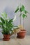 Watering, spraying and caring for domestic plants, women`s Hobbies, greenery in the apartment