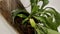 Watering Staghorn Fern House Plant with a Shower
