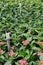 Watering sticks tucked between lush leaves of flowering plants