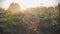 Watering of the strands of cucumbers with irrigation at sunset in rays of sun in Slow Motion.