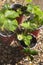 Watering strawberry sapling plants in small pots.