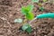 Watering strawberry sprout from watering can