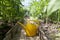 Watering tomato plants in the greenhouse