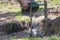 Watering tree seedlings after planting