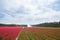 Watering Tulip field