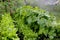 Watering vegetable garden