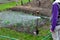 Watering the vegetable garden in the spring. garlic growing in rows. woman holding a hose and spraying on flowerbeds with a stream