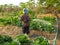 watering vegetables a women farmer takecare green cabbage and swiss chard vegetable farm by water spray