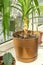 Watering from a watering can of houseplant Yucca aloifolia on the windowsill in the room.