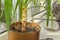 Watering from a watering can of houseplant Yucca aloifolia on the windowsill in the room.