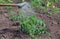 Watering from a watering can plant tomatoes planted in the ground