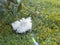 Watering white peony