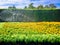 Watering Yellow Flowers Field in front of Green Bush