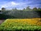 Watering Yellow Flowers from the Left in front of Green Bush