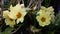 Watering yellow primrose flowers