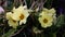 Watering yellow primrose flowers