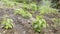 Watering young bean plants. Farming, agricultural concept