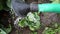 Watering young cabbage in the garden. Ð¡lose-up.