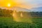 Watering young green corn field in the agricultural garden by water springer and light shines sunset.