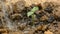 Watering young plant