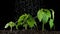 Watering young plant leaves in detail