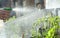 Watering the young seedling of tomato plant veggies. Plant care in the garden  all plants growing in recycled pots in DIY homemade