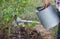 Watering young thuja plant by watering can