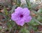 Waterkanon flower is a small herbaceous plant scientific name: Ruellia tuberosa, a small annual herbaceous plant in the Ehgakoma