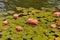 Waterlilies at Balboa Park - Pink Blooms with Leaves Nymphaeace