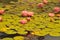 Waterlilies at Balboa Park - Pink Blooms with Leaves Nymphaeace