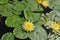 Waterlilies at Balboa Park - Yellow Blooms with Leaves Nymphaea