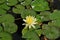 Waterlilies at Balboa Park - Yellow Blooms with Leaves Nymphaea