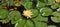 Waterlilies at Balboa Park - Yellow Blooms with Leaves Nymphaea