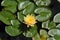 Waterlilies at Balboa Park - Yellow Blooms with Leaves Nymphaea