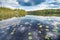 Waterlilies in the lake, with the blue sky and the pine forest reflected in the dark water