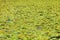 Waterlilies on lake surface