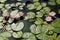 Waterlilies on pond. Six opened pink and orange waterlilies with fresh green leaves