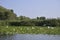 Waterlilies and seagulls on Danube river