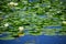 Waterlilies in Shiretoko Goko lake, Hokkaido, Japan.